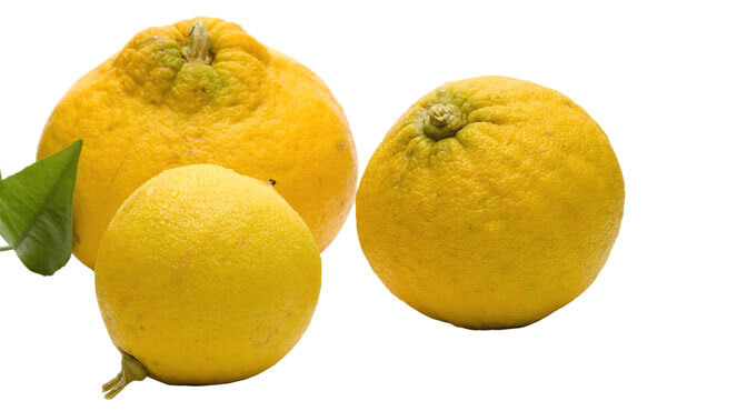 deken reputatie garen Bergamot citroen